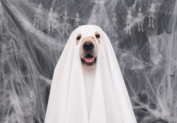 Cute Halloween ghost dog.